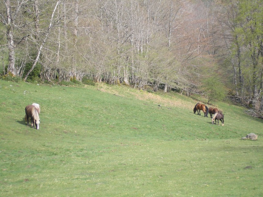 Les chevaux du pré de l' Ermite