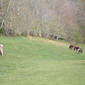 Les chevaux du pré de l' Ermite