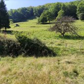 Aire de Brame du CERF au dessus du parking du hameau de laubague