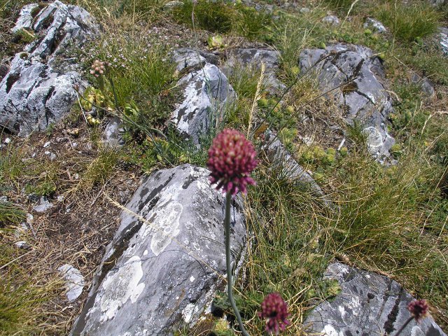 Fleur de L'ail  à tête ronde