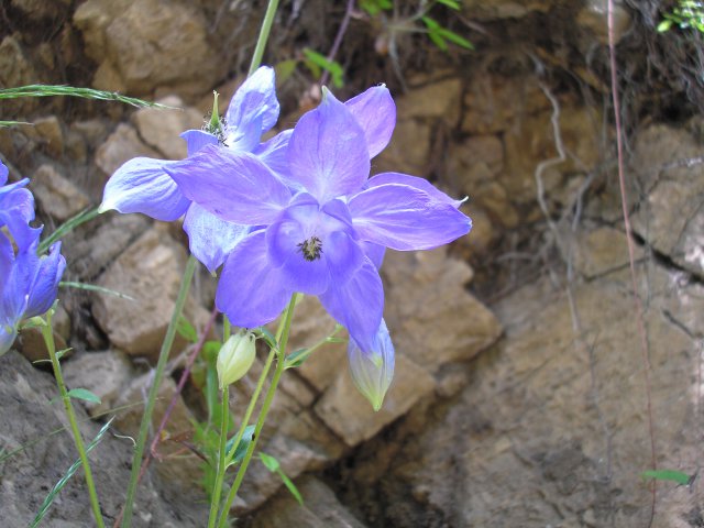   Fleur d'ancolie devant le gite