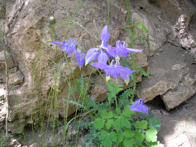 Fleur d'ancolie devant notre gite