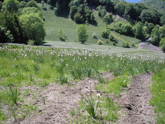 Champ d'asphodèle au col de Portet d'aspet