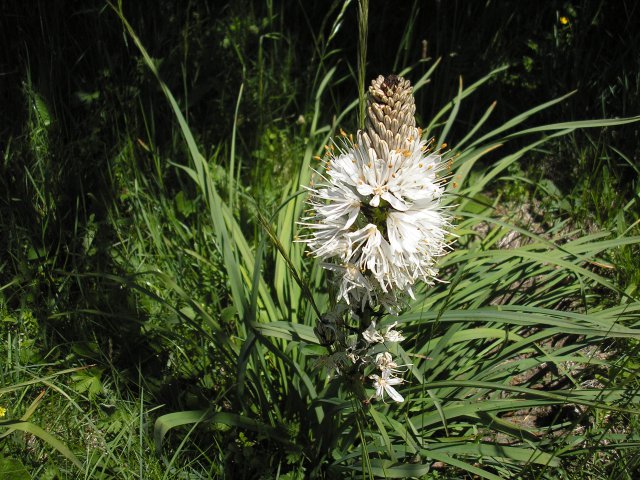 Fleur d'asphodele au col de Portet d'aspet