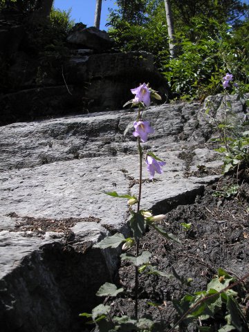 Pied de campanule gantée près du gite