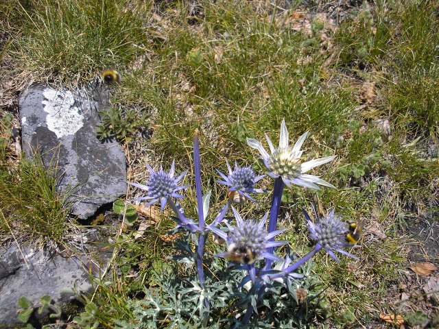 Pied de chardon bleu