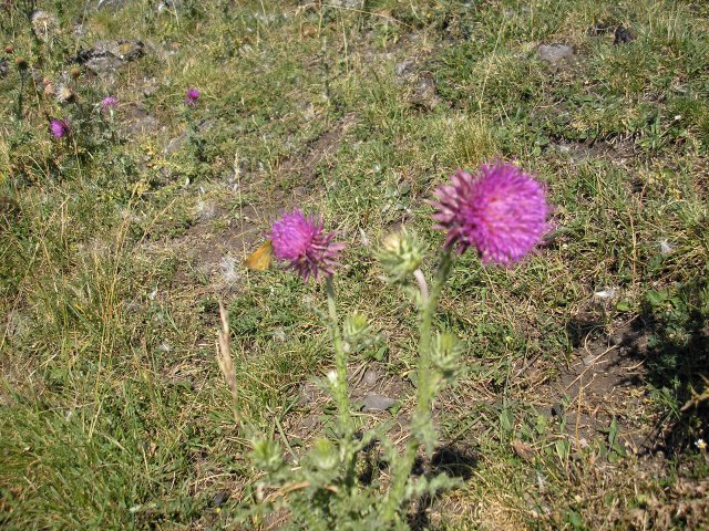 La fleur du chardon commun