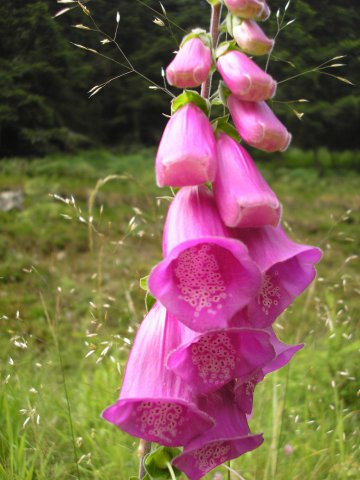 Fleur de digitale pourpre prise au abord du gîte