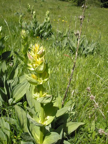 Pied de gentiane jaune