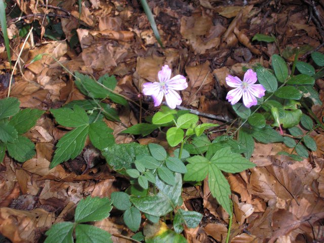 Pied de geranium bulbeux en montant vers le paloumère