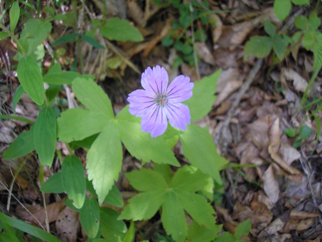 Fleur de géranium des bois en montant vers le Paloumère