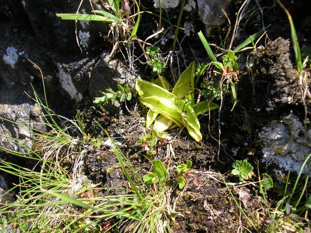 Plante carnivore grassette commune juste avant notre gîte