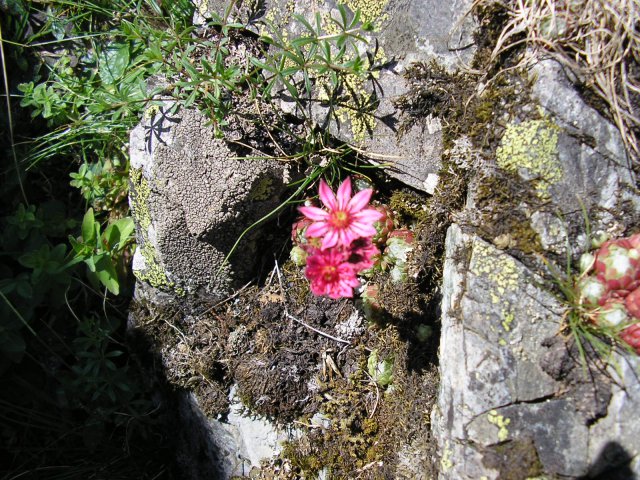 Fleur de joubarbe "toile d'araignée"