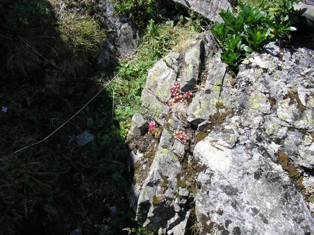 Pied de joubarbe "toile d'araignée"