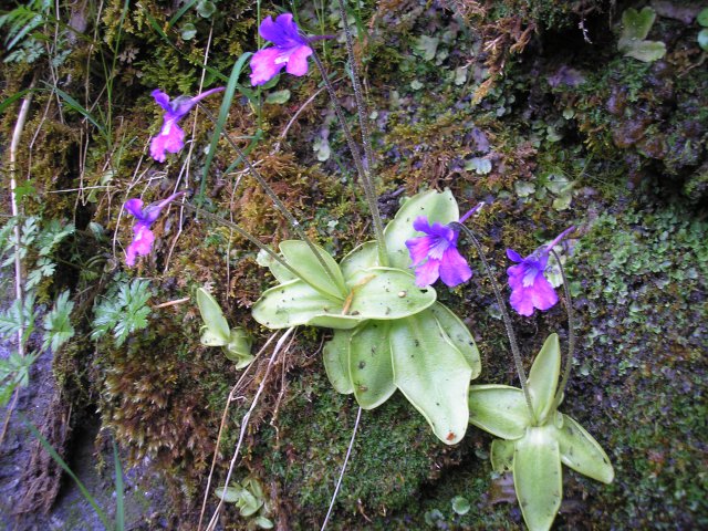 Fleur de grassette sur le route de notre gite