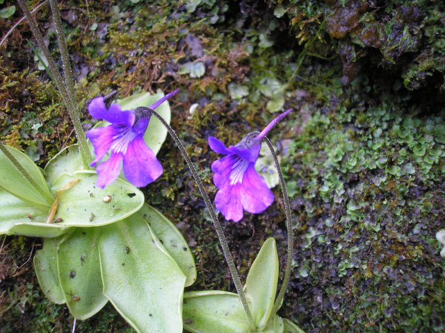 Fleur de plante carnivore (Grassette) près de la cascade