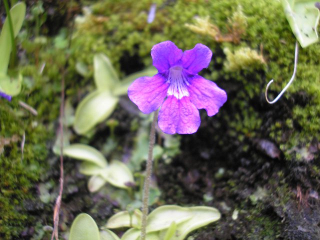 Gros plan d'un fleur de grassette (plante carnivore) devant le gite