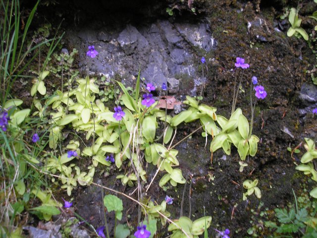 Noubreuses Grassette près de la cascade de laubague