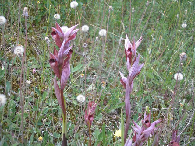 Fleurs aux environs du gite