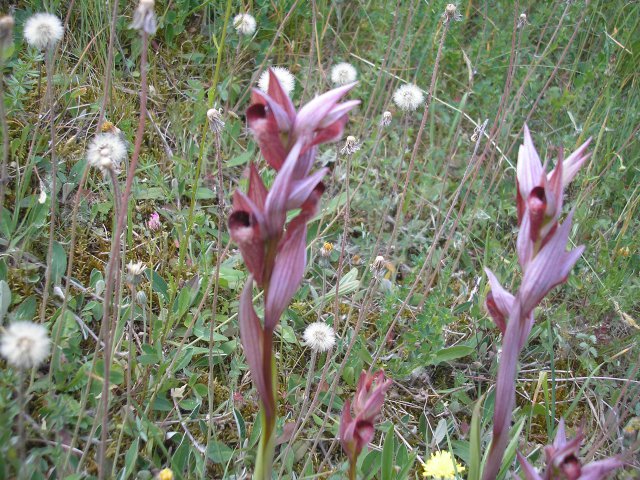 Fleurs de montagne