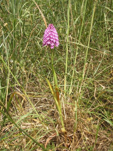 Orchidée rencontrée sur la route du gîte