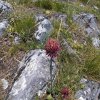 Les Fleurs de montagne trouvées dans le coin