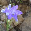   Fleur d'ancolie devant le gite