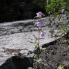 Pied de campanule gantée près du gite