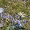 Pied de chardon bleu