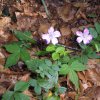 Pied de geranium bulbeux en montant vers le paloumère