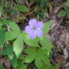 Fleur de géranium des bois en montant vers le Paloumère