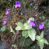 Fleur de grassette sur le route de notre gite