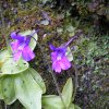 Fleur de plante carnivore (Grassette) près de la cascade