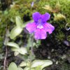 Gros plan d'un fleur de grassette (plante carnivore) devant le gite