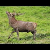 Brame du cerf dans les Pyrénées